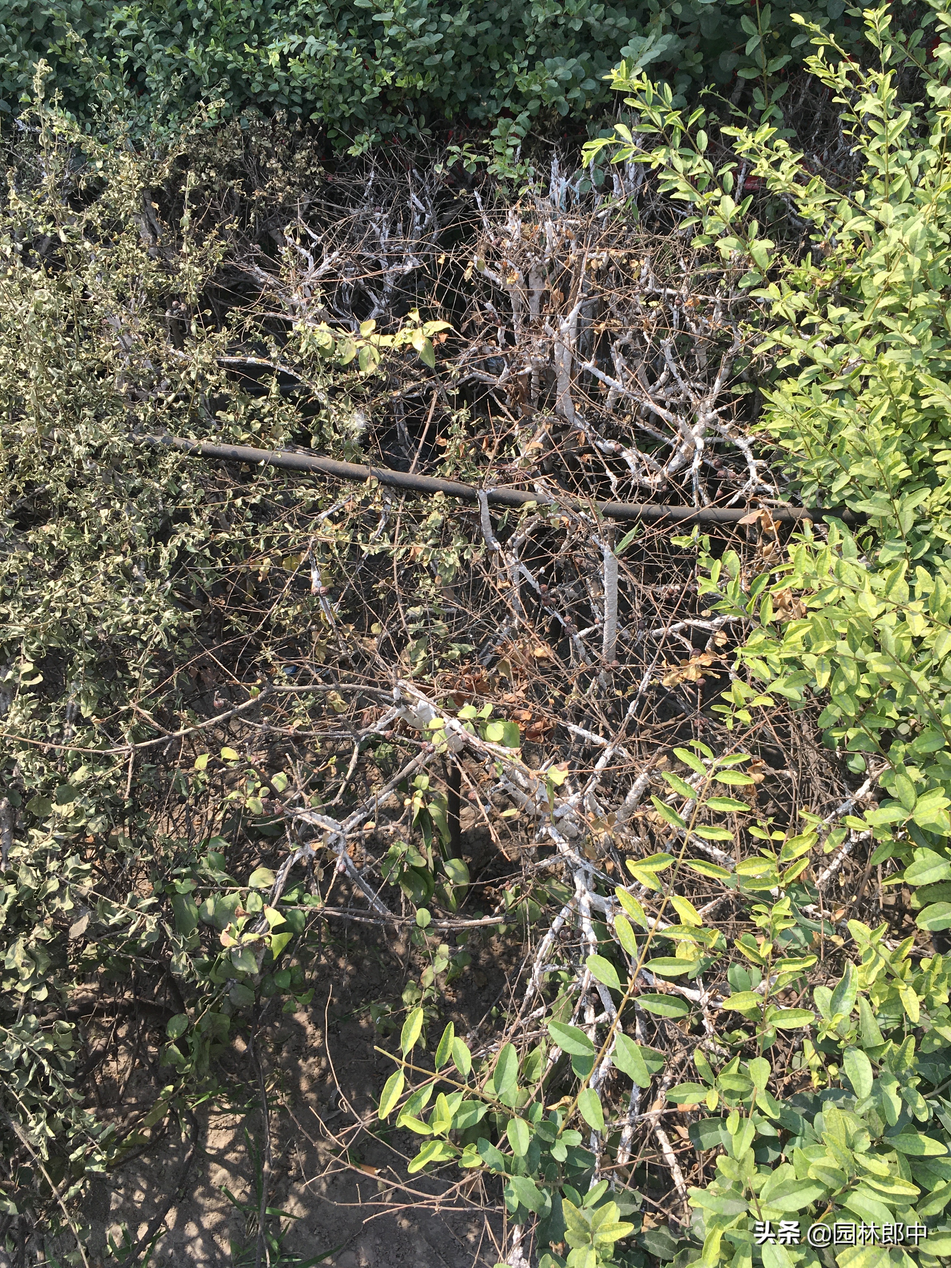 绿篱枝干被白色棉状物包裹，不要不在意，可能是蚧壳虫在危害