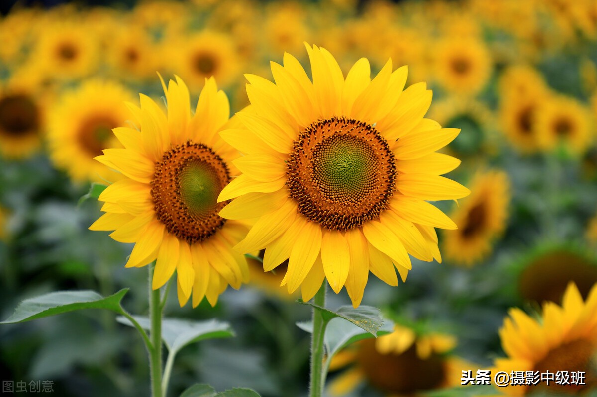 拍向日葵的教程,向日葵拍花技巧