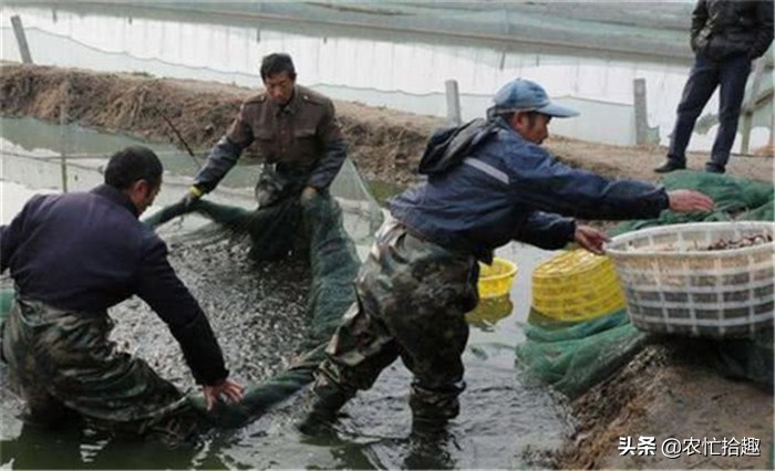 塘头价低至5元,卖一塘亏一塘,继续养更亏,市场却12元一斤