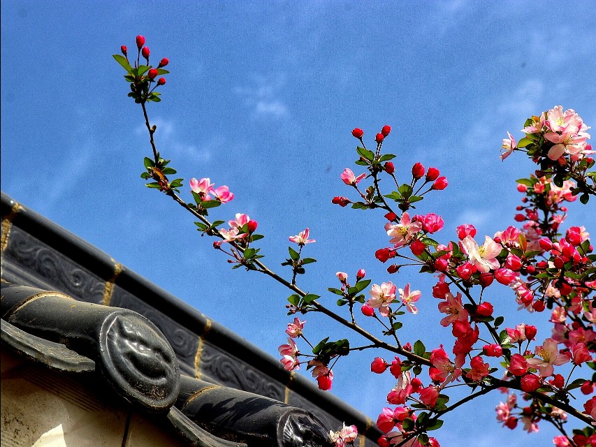 春天到了花儿开了的英语,春天到了美丽的花都开了