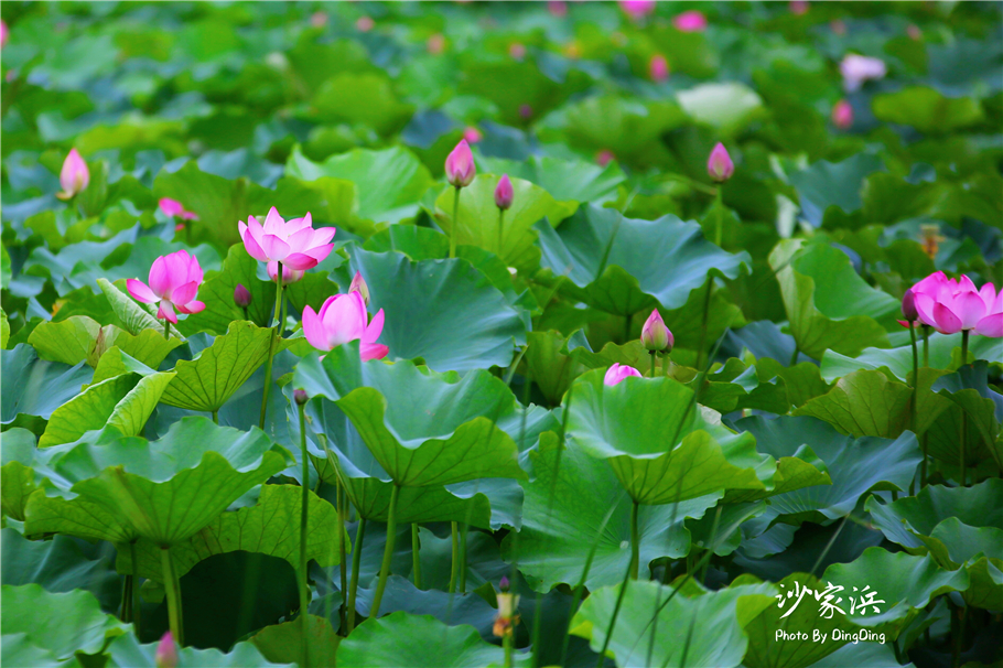 苏州红色革命旅游景点图片,苏州红色革命景点介绍视频