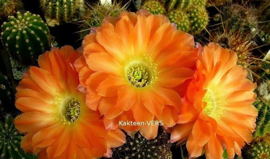 100种仙人球花图片,100种仙人球的品种视频