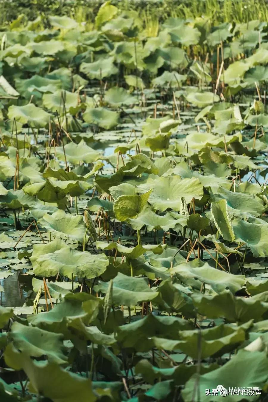 汉口夏天,汉口夏日