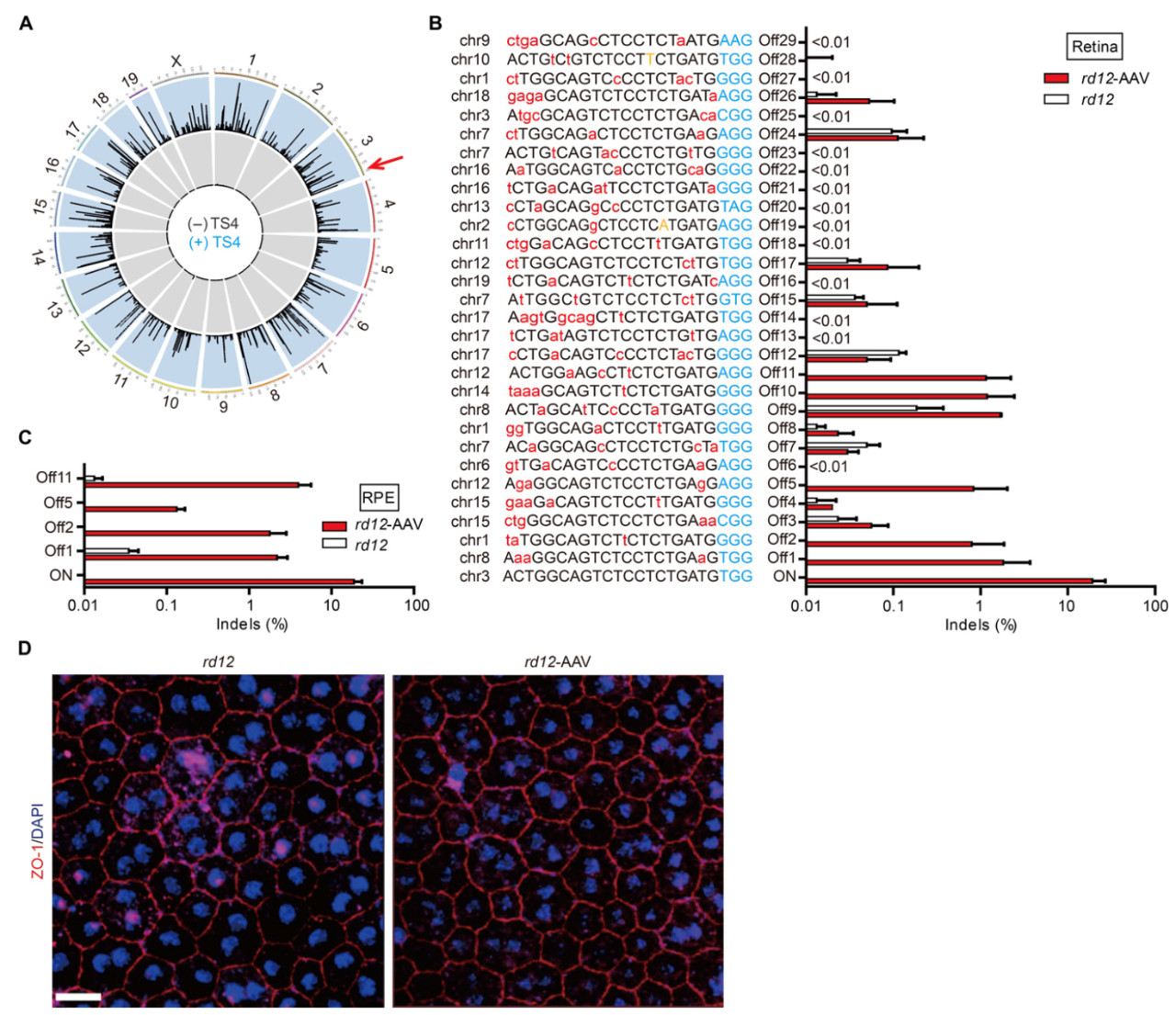 基因治疗眼睛失明中国最新进展,基因编辑治疗眼科疾病2019