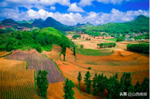 香甜的雪莲果,好吃的雪莲果哪里找