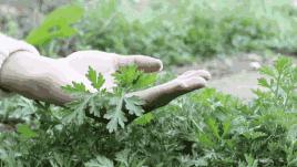 端午节民间刺绣作品,端午节手绣