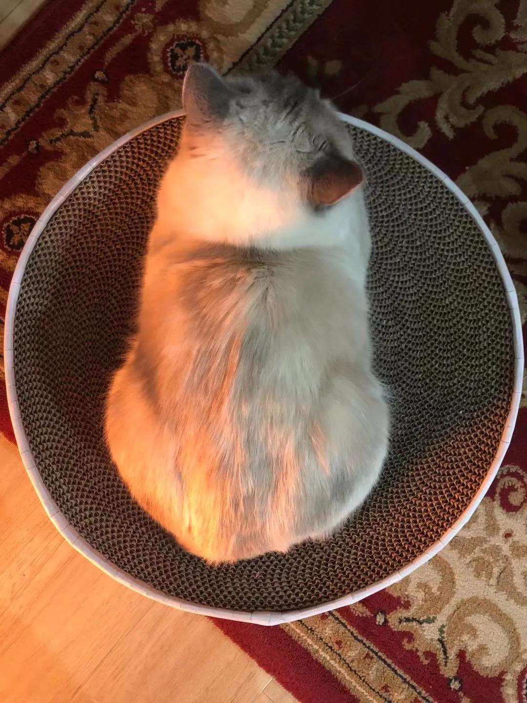 两只从来都不打架的猫咪突然打架,两只猫咪几个月还在打架