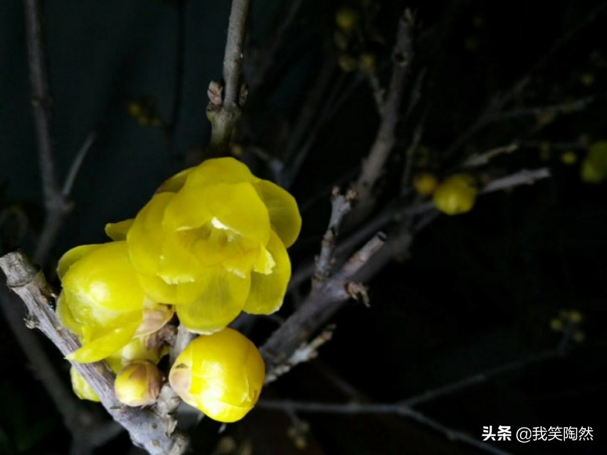 鎴戠殑闈㈢槴鏃ヨ鍏ㄩ泦,鎴戠殑闈㈢槴鏃ヨ