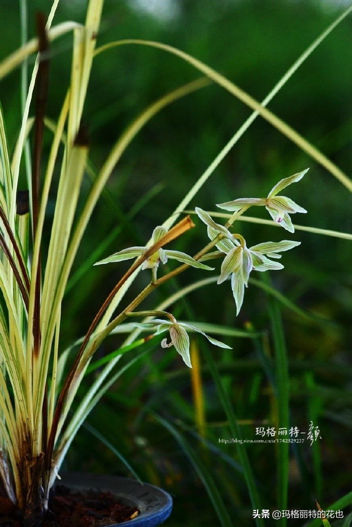 历史悠久的十大名花（海量美图），你选哪个做国花？