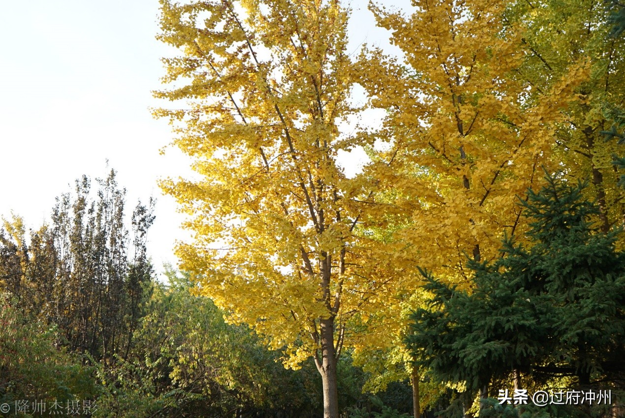 北京最大的森林公园大兴,北京最大环城公园