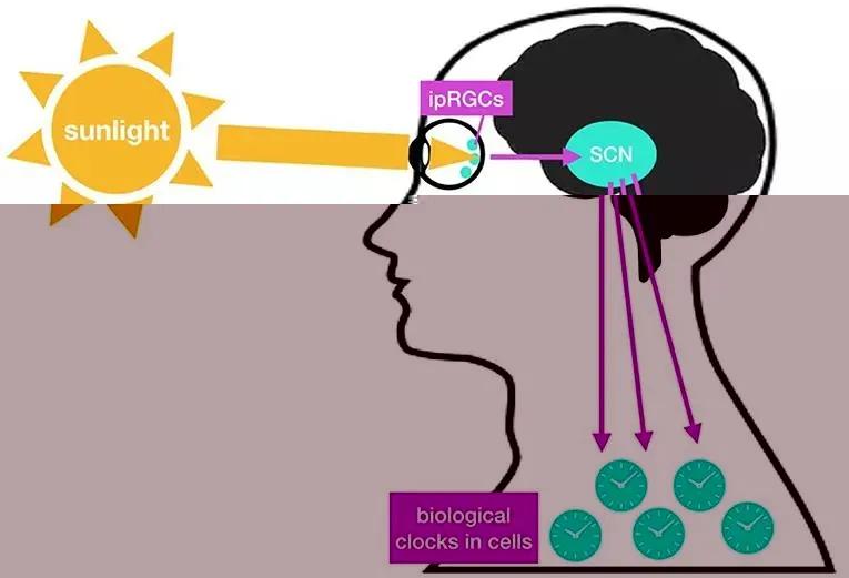 生物钟紊乱怎么调理最有效,生物钟紊乱会不会影响月经