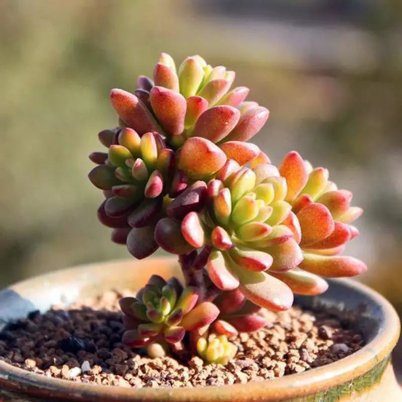 又萌又美丽好养的多肉,哪些多肉是小可爱种的