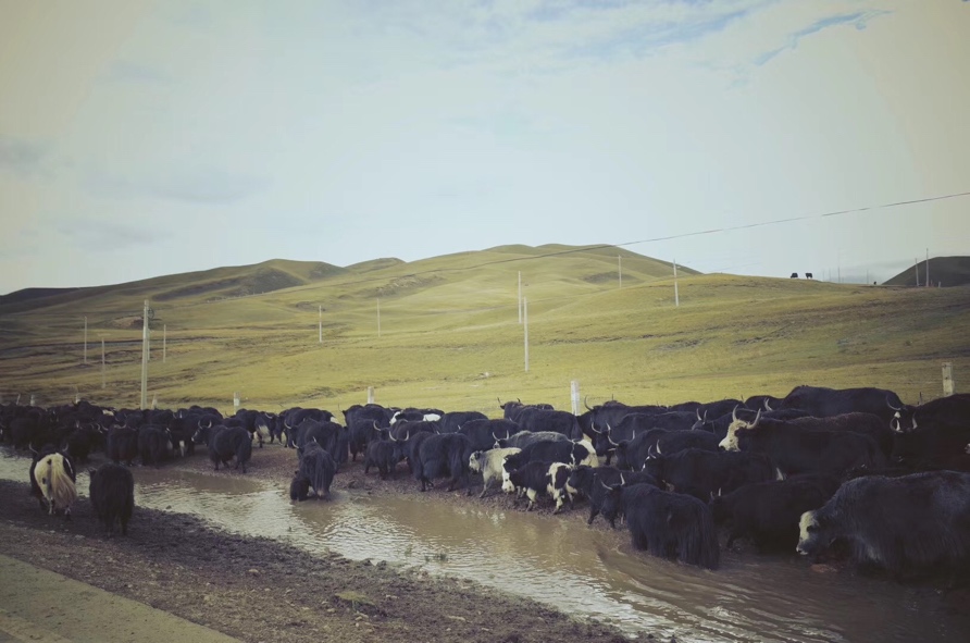 比远方更远全集,青藏和西北自驾游攻略图片欣赏