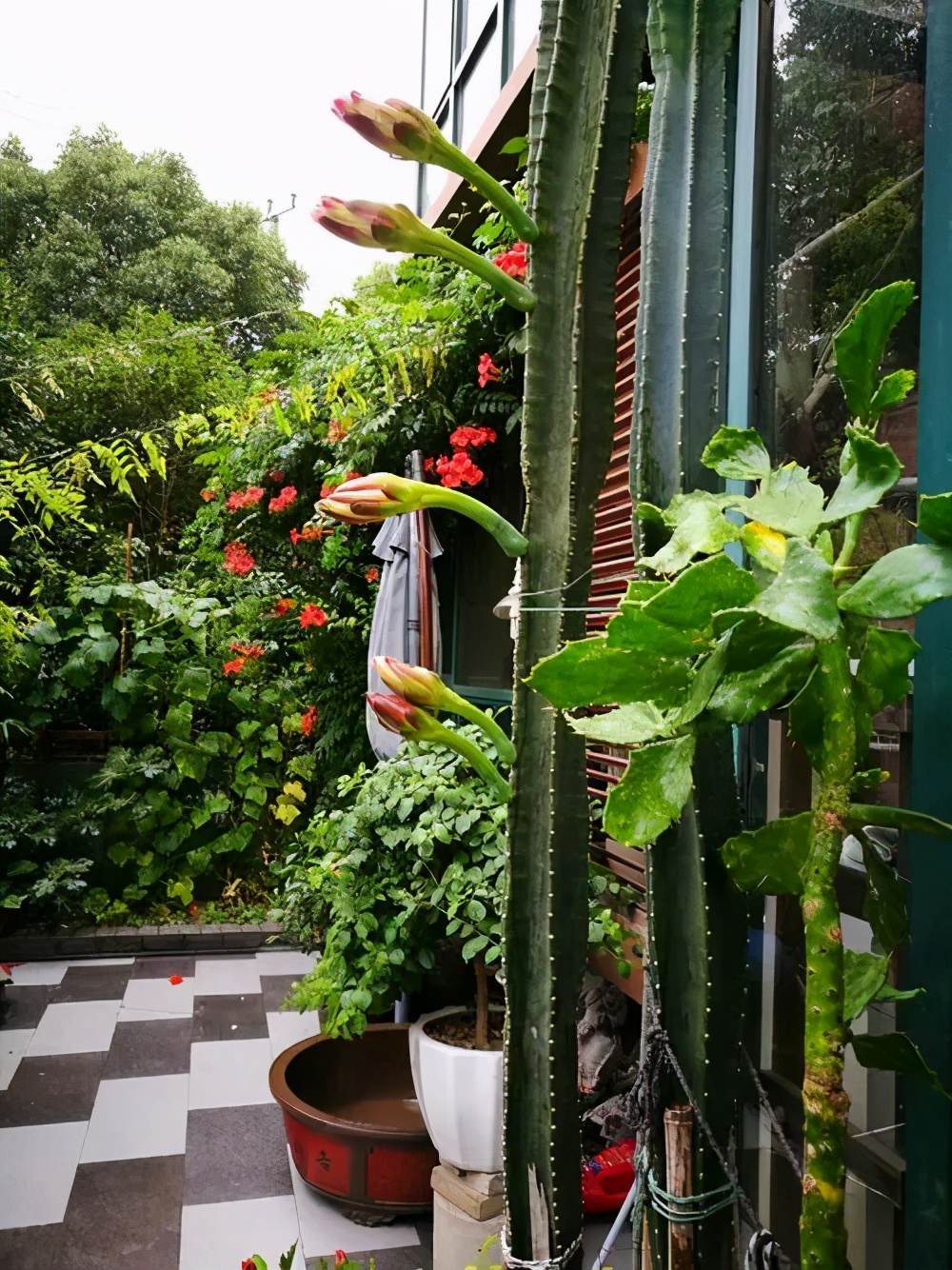 火龙果侧芽扦插繁殖方法,火龙果选取啥样的枝条扦插