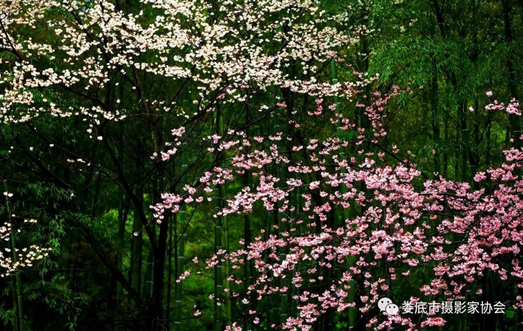 最新风景摄影小品欣赏,娄底景观小品