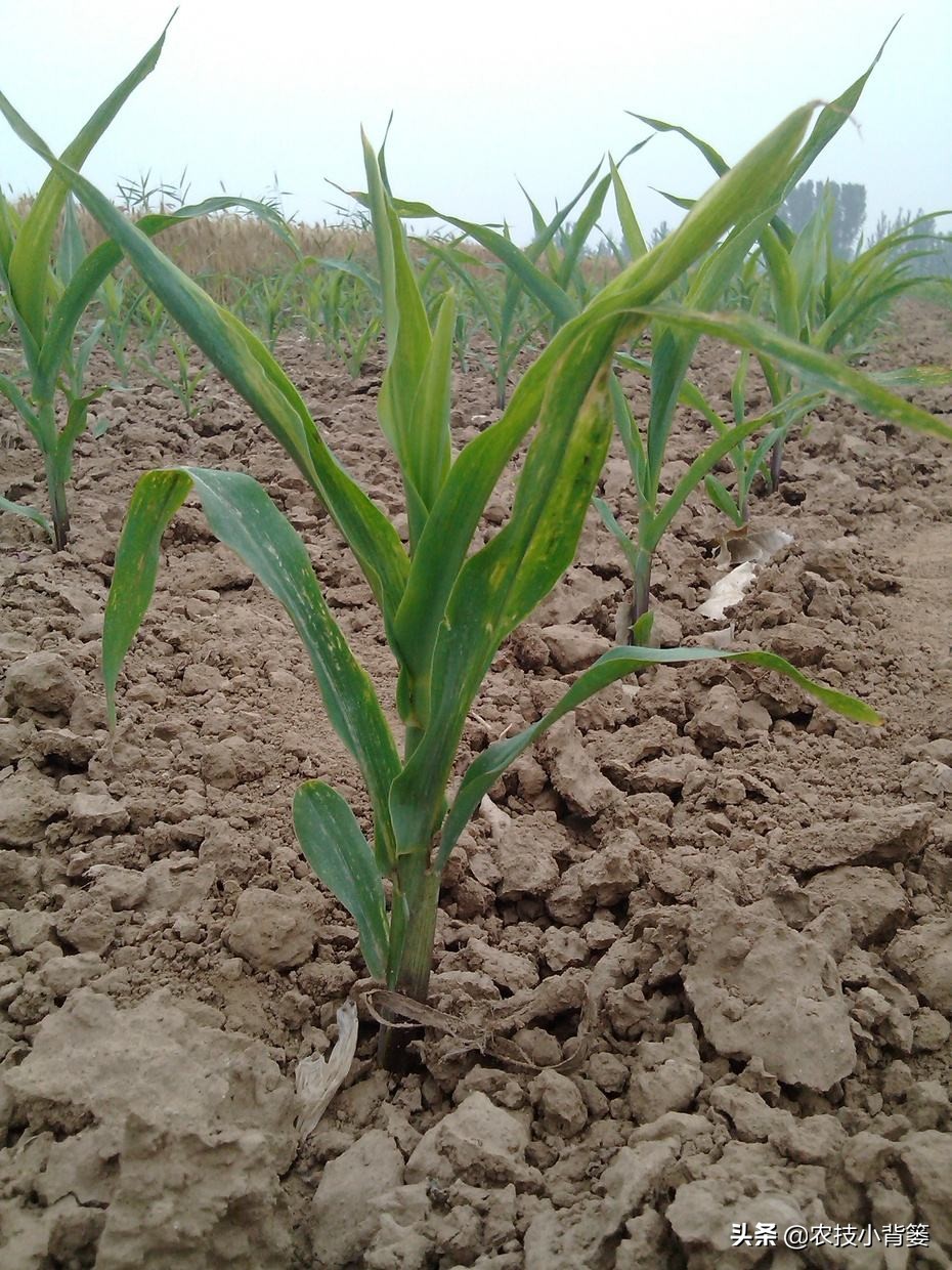 玉米田蓟马虫害最佳防治方法,玉米苗期害虫特多如何防治