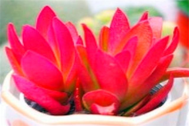 多肉火焰养护,多肉植物大红火祭养法