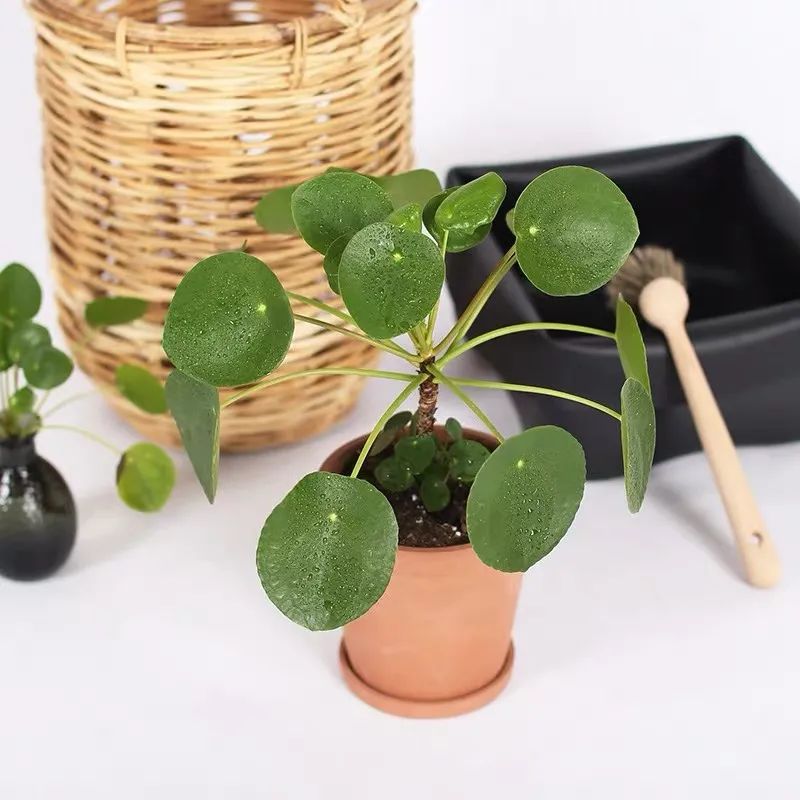 春天养兰花注意事项,镜面草怎么养成造型老桩