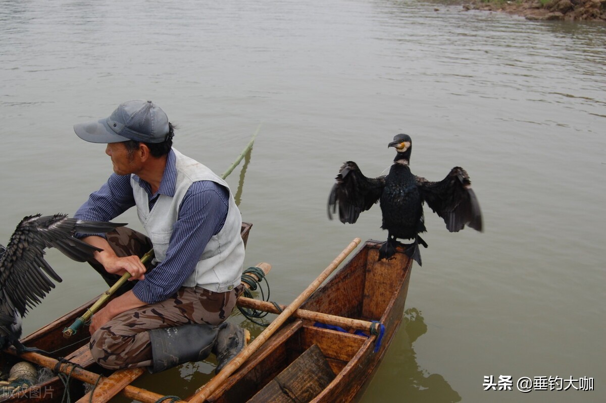 鸬鹚捕鱼为何被禁止,鸬鹚捕鱼危害有多大