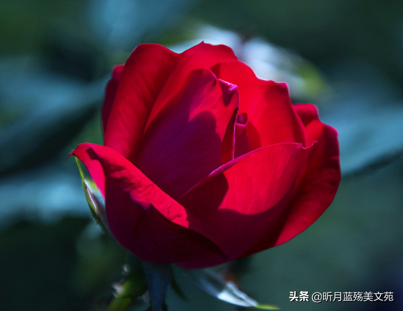 浅冬的阳光很是温暖,浅冬心中有暖时光安好