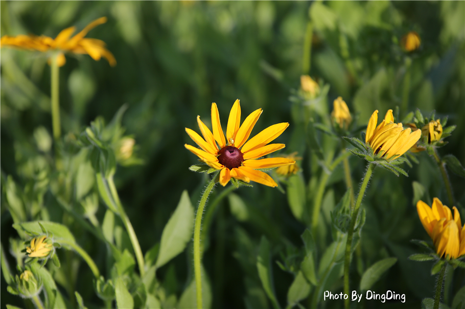 避暑就去这些山水古镇,长白山二道白河镇游玩地图
