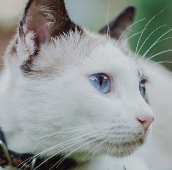 猫咪肉垫护理方法,猫咪的肉垫可以萌到什么程度