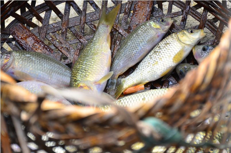 融水特色生态农业产业园,广西融水县特色产品