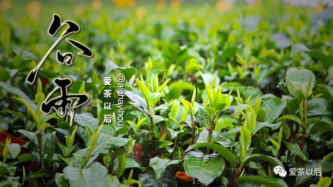 谷雨适合踏青还是喝茶,谷雨节气喝茶习俗美篇