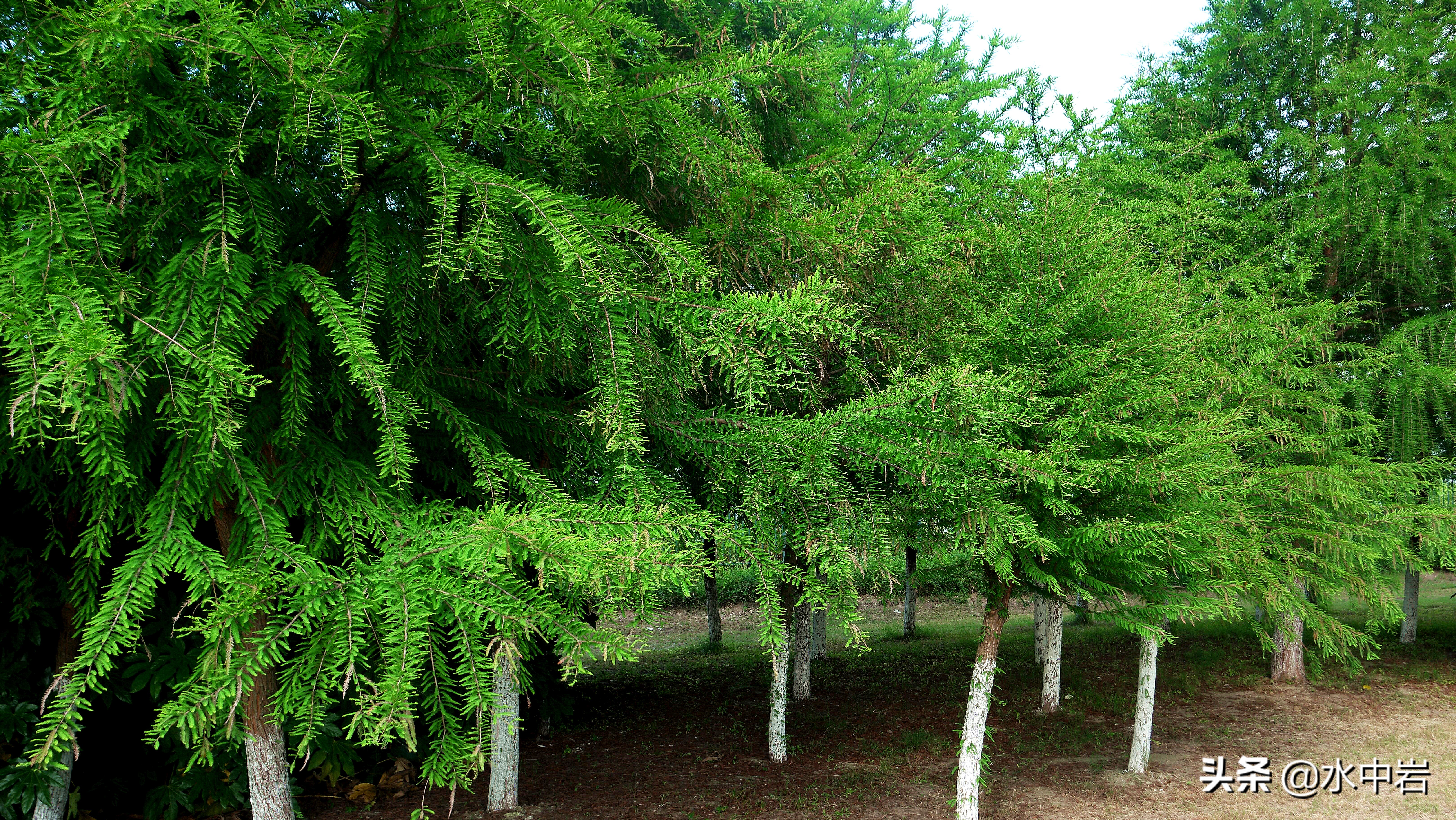 长江流域发生了几次大型洪涝灾害,江苏历史上遭遇的洪水