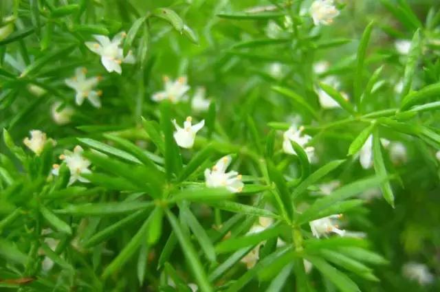 园林中适合用作地被的植物,有关植物方面的知识有哪些