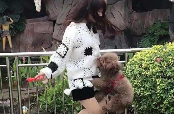 泰迪犬讨厌你的时候还会说话吗,泰迪撒娇方式