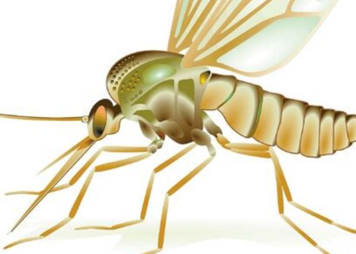 什么样的蚊子才吸血?这些知识你知道吗?