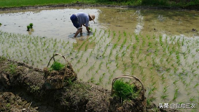 水稻长期下雨怎么管理,水稻生长困难