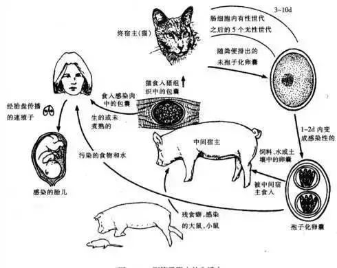 怀孕养狗会导致胎停吗,怀孕养狗会导致流产吗
