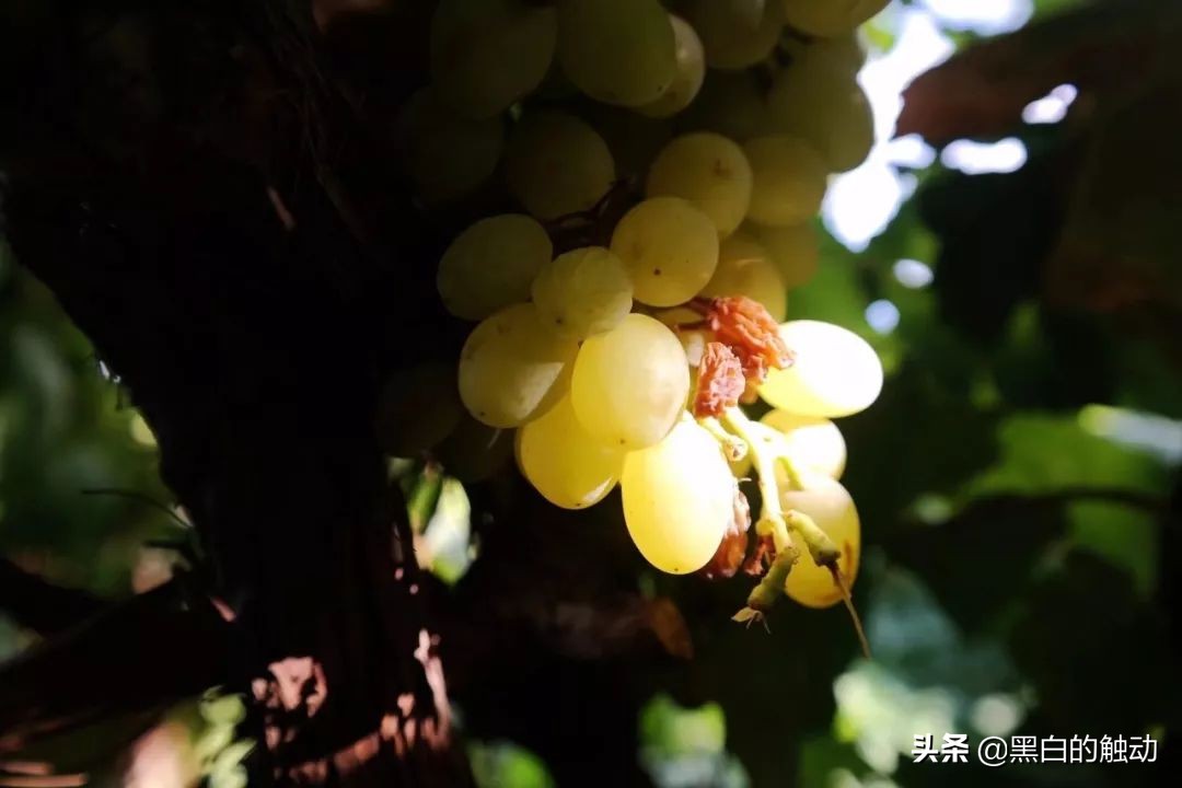 吐鲁番冬天哪里最热,天气太热了新疆吐鲁番