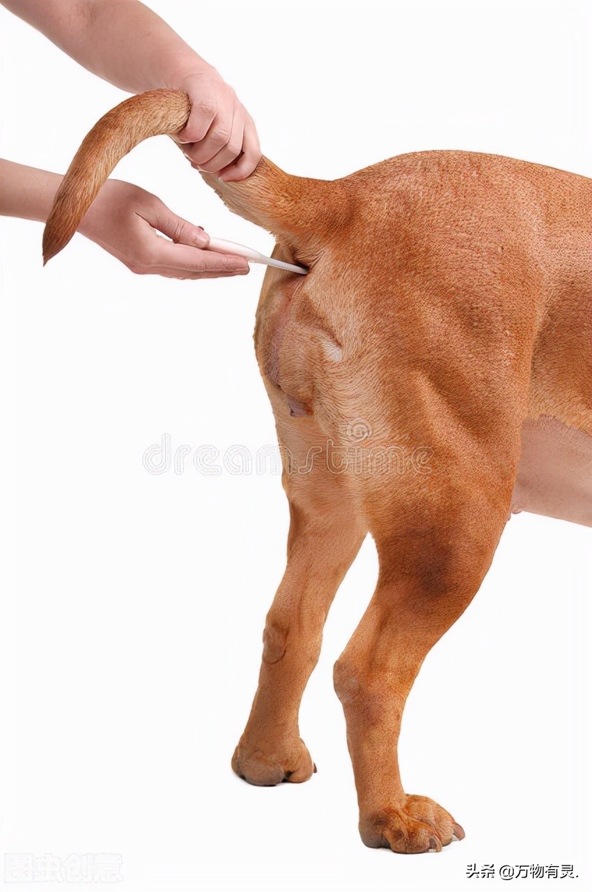 狗狗巧克力中毒症状,狗狗吃葡萄中毒症状