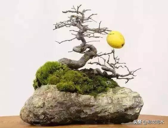 日本长寿梅欣赏,日本长寿梅盆景枝条养护