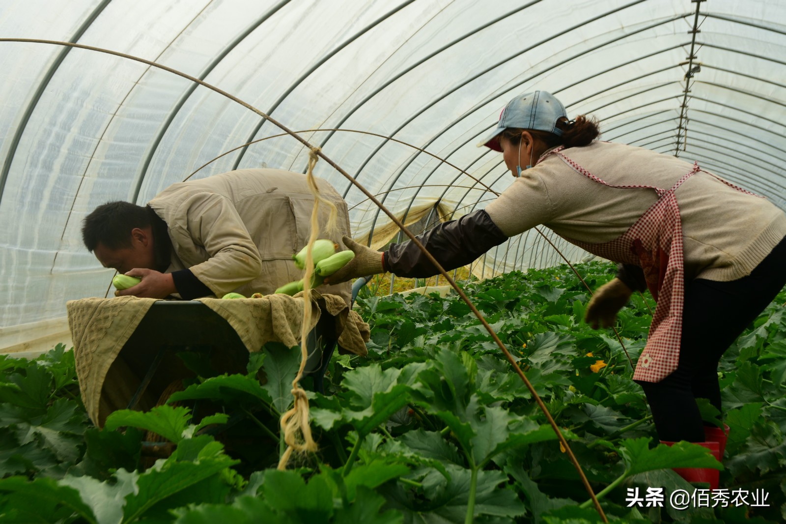 农村农场创业可以做什么,想回农村种植养殖创业怎么办