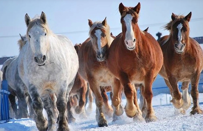马肉为什么很少有人吃,马肉和骡子肉为啥没人吃