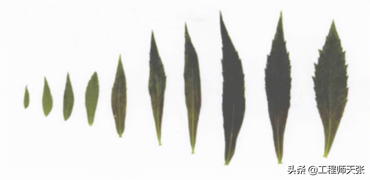 加拿大一枝黄花霸王花,加拿大一枝黄花怎么入侵了