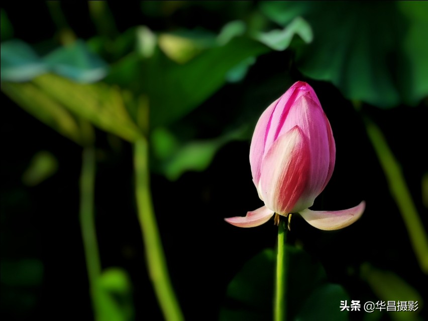 北京禧园：秋日荷花婀娜多姿惹人醉