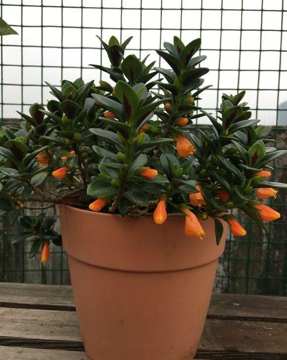 金鱼吊兰疯长不开花什么原因呢,金鱼吊兰的正常和徒长的对比照片