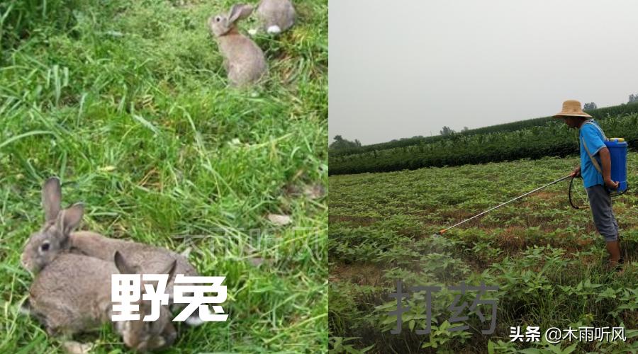 种植的大豆出苗后，被野兔偷吃了怎么办，如何防止野兔