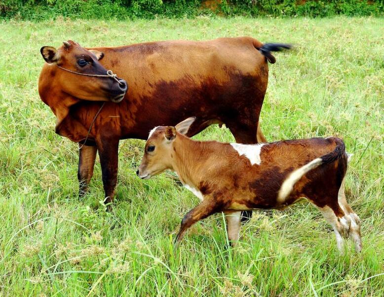 黄牛喂养配方,断奶小黄牛饲喂方法