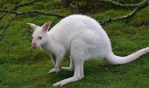 这100种动物你都认识吗,10种从未见过的动物