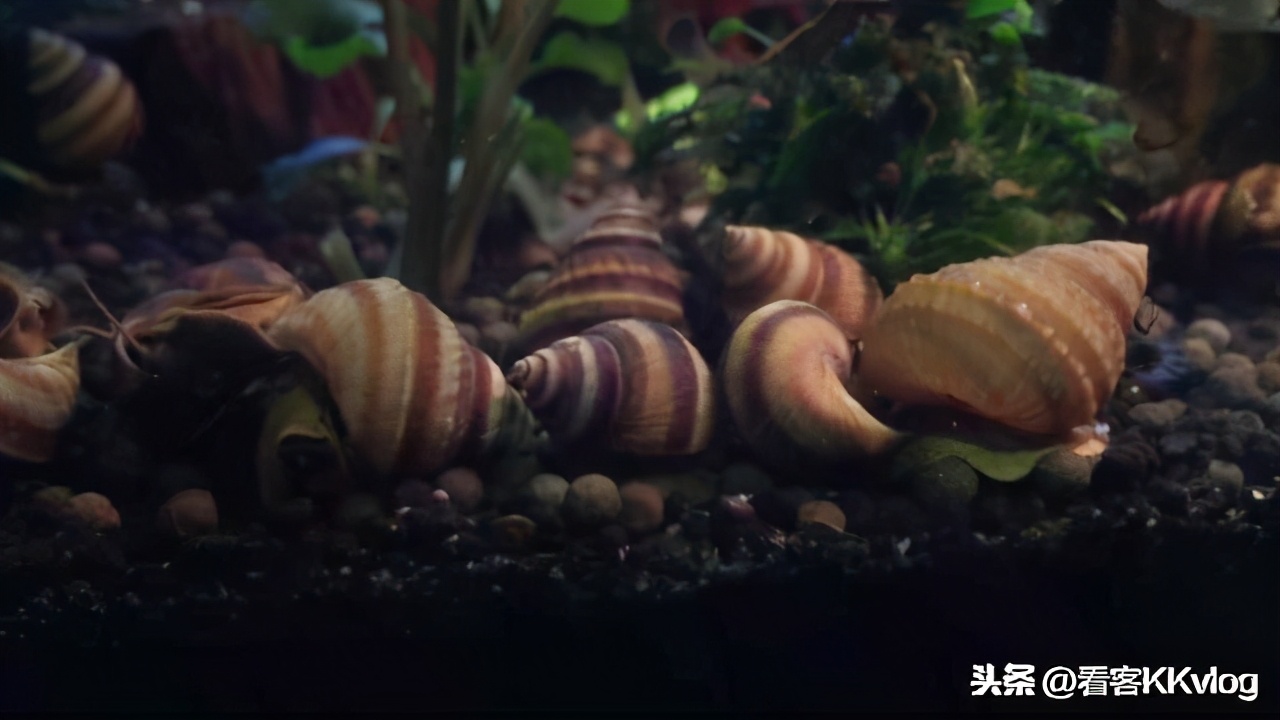 缸壁除藻能力最强的螺排名,哪种螺除藻效果好不乱繁殖