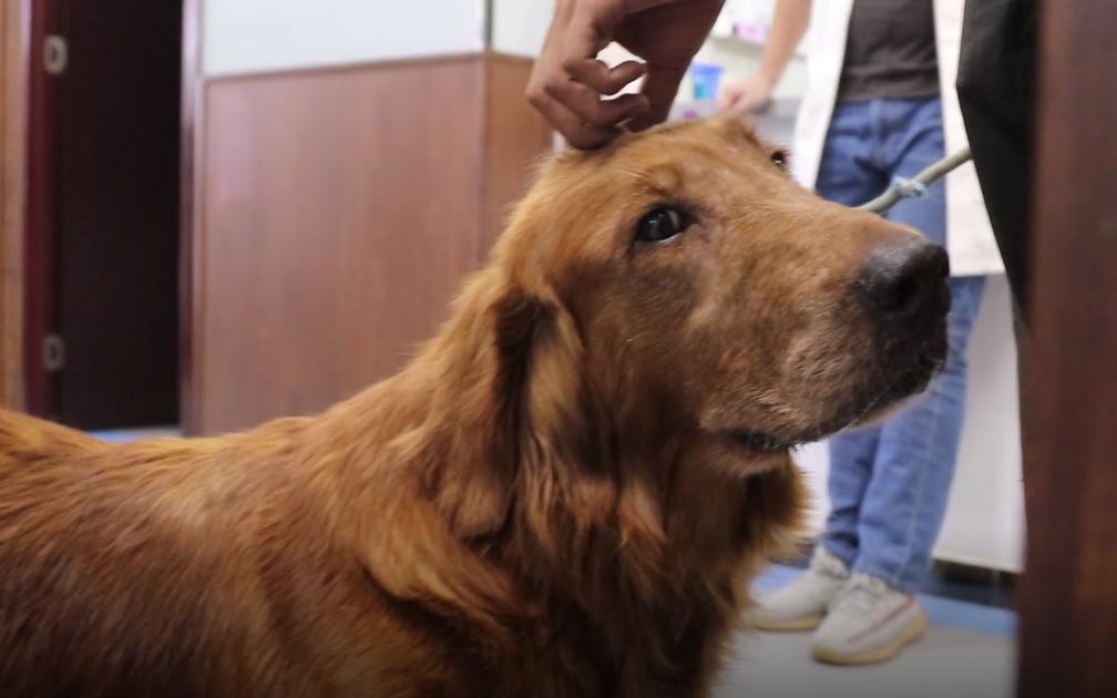 叼着绳子的金毛找到了吗,叼着绳子的金毛后续