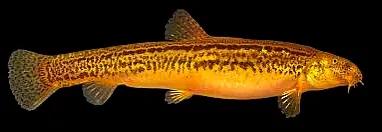 野生泥鳅品种图片大全大图,最大的泥鳅图片大全