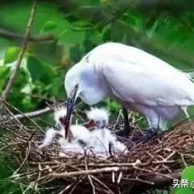 鸟类如何躲避狂风暴雨呢,所有鸟窝没有顶遇到大雨怎么办