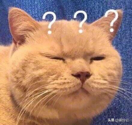 原来猫咪也有脚气,猫咪弱智